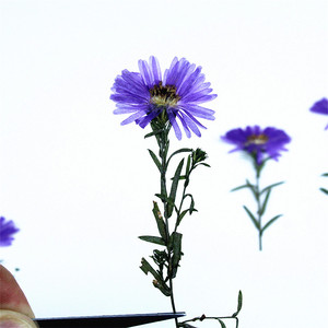 Fleurs d'<span class=keywords><strong>aster</strong></span> violettes séchées et pressées à faire soi-même avec tiges pour la fabrication de bougies, l'intégration dans le savon, la résine époxy et la décoration artisanale - Product Image 2