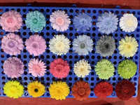 Harga Pabrik Murah Bunga Daisy 5-6cm Awet Abadi  Distabilkan  Bunga Zinnia untuk Buket Dekorasi