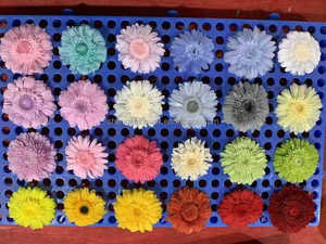 Prix d'usine abordable – <span class=keywords><strong>Fleurs</strong></span> de marguerite <span class=keywords><strong>stabilisées</strong></span> et éternelles de 5-6 cm pour bouquets de décoration - Product Image 5