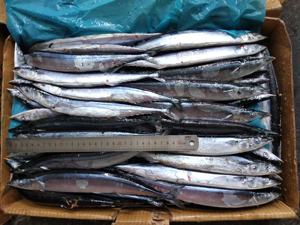 X2645新库存最优惠价格太平洋秋刀鱼全脂肪新鲜散装包装高品质鱼冷冻秋刀鱼 - Product Image 2