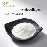 Poudre d'Atelocollagène Type I à Faible Irritation, Collagène Triple Hélice pour Peaux Sensibles, Réparation Post-Procédure, Matière Première Cosmétique