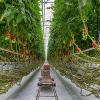 Système de serres hydroponiques Sinok Agriculture pour la culture commerciale de la laitue, des tomates et des légumes à feuilles vertes dans les projets d'agriculture commerciale