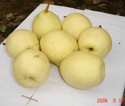Pêres Ya chinoises fraîches de haute qualité, sucrées et juteuses, fournisseur en gros pour l'exportation - Product Image 3