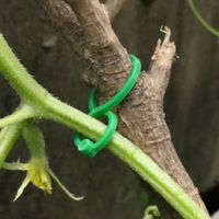 Clips de greffage pour tomates vertes HUAFU à prix d'usine, clips en plastique réglables de 10-15 mm, accessoires de jardin