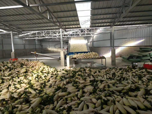 เครื่องอบแห้งสมุนไพร รากคาวา ขิง เครื่องเทศ รากชะเอมเทศ - Product Image 5