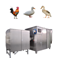 Équipement d'abattage de volailles à haute productivité automatique, équipement d'abattage de poulets/canards