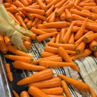 Nouvelle Récolte de Carottes Fraîches de Haute Qualité Rouges et Jaunes Exportateur de Carottes Fraîches