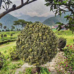 Thé Oolong fermenté sans sucre biologique en vrac de Chine OEM/ODM pour la perte de poids et l'amincissement, nouveau - Product Image 3