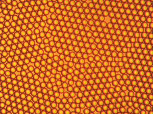 ไมโครสเฟียร์สเตรปตาวิดินแบบฟังก์ชันพิเศษสำหรับชุดตรวจวินิจฉัย ELISA การยึดติดโปรตีน และการวิจัยในห้องปฏิบัติการ - Product Image 2