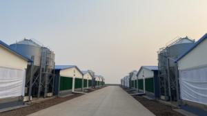 Allevamento di carne gabbia di allevamento di conigli con cintura di pulizia del letame commerciale - Product Image 3