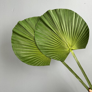 Feuilles de <span class=keywords><strong>palmier</strong></span> rondes à volants simples, feuilles de <span class=keywords><strong>Licuala</strong></span> Grandis, art floral, plantes artificielles, simulation de plantes pour la décoration intérieure - Product Image 2