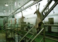 Solution industrielle d'abattage du bétail, ligne de transformation de la viande de chèvre et d'agneau