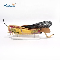 Modelo de disección de gafillo ampliado, modelo anatómico de órganos internos de gafillo para la enseñanza en laboratorios de biología CE/ISO/ROHS/CNAS