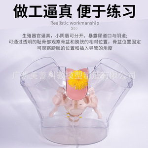 Modèle transparent de cathétérisme féminin ; modèle d'opération pour stage d'entraînement en soins infirmiers hospitaliers ; cathétérisme masculin ; reproduction masculine - Product Image 3