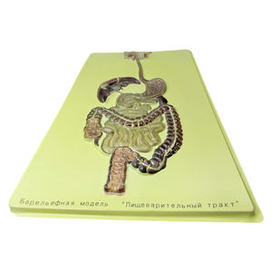 Equipo de enseñanza, modelo de sistema, biológico - Product Image 5