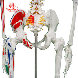 Modèle de squelette humain à l'échelle 1:1 avec points d'origine et d'insertion musculaire FRT002A, modèle de squelette médical grandeur nature de 176 cm - Product Image 3