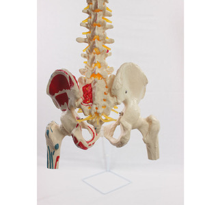 Un modelo de las vértebras naturales grandes, el círculo pélvico, el fémur y los nervios espinales que se atan al sacro, con su origen y... - Product Image 2