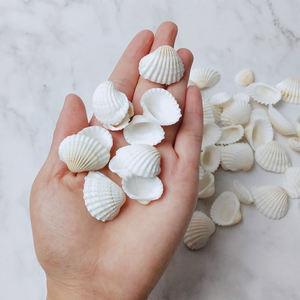 Coquillages naturels blancs de 2 à 3 cm pour cadre photo Décoration de mode pour bricolage Coquillages avec ou sans trous - Product Image 3