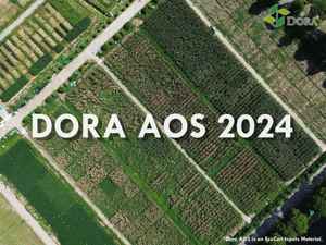 Dora suscitare naturale agente radicante indolo 3 acido butirrico per lo sviluppo delle radici nel piano - Product Image 2