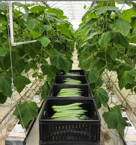 PE Reusable Planting Bag Seedling Grow Bag 3 Gallon Eco-Friendly Long Strip Design Fruits <b>Vegetables</b> Farm Greenhouse Soilless - Product Image 5