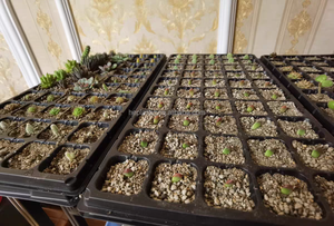 Plateaux de semis en plastique PET réutilisables populaires <span class=keywords><strong>pour</strong></span> la propagation des <span class=keywords><strong>légumes</strong></span> avec fonction de drainage <span class=keywords><strong>pour</strong></span> la <span class=keywords><strong>plantation</strong></span> des graines - Vente en gros - Product Image 4