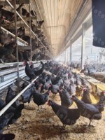 Équipement avicole pour élevage de poules pondeuses : mangeoire à poulets, nichoir, volière sans cage, système de poulailler