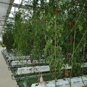 Hydroponic Greenhouses Indoor Plant Vertical Hydroponic Aeroponic Planting System Suppliers