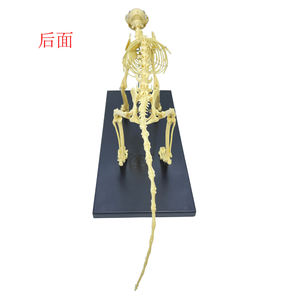 Modelo de <span class=keywords><strong>esqueleto</strong></span> <span class=keywords><strong>humano</strong></span> para hombre, juguete de alta calidad, con <span class=keywords><strong>esqueleto</strong></span> de Animal - Product Image 2