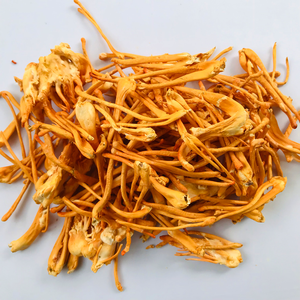 buy caterpillar fungus extract organic cordyceps sinensis in