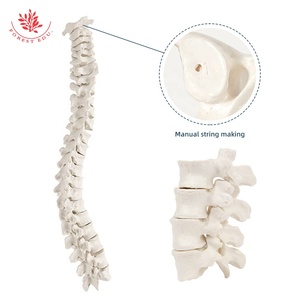 Modelo de hueso <span class=keywords><strong>humano</strong></span> para enseñanza médica, modelo de hueso de PVC de alta calidad, huesos dispersos en <span class=keywords><strong>el</strong></span> <span class=keywords><strong>cuerpo</strong></span> <span class=keywords><strong>humano</strong></span> - Product Image 5