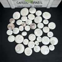 Cristal naturel Wafer Sun Shell pierres de guérison Sun Shell Wafer ornements pour la décoration de la maison