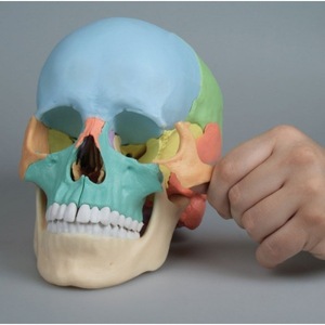 Modèle de crâne humain 1:1, 22 pièces, pour l'enseignement, l'art, la dentisterie, l'analyse, qualité médicale - Product Image 2