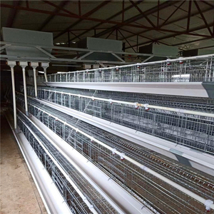 Profesyonel ar-ge ve üretim otomasyon ekipmanları katmanlı tavuk kafesi tavuk çiftliği için - Product Image 5