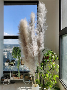<span class=keywords><strong>Grand</strong></span> <span class=keywords><strong>vase</strong></span> <span class=keywords><strong>à</strong></span> fleurs de <span class=keywords><strong>pampa</strong></span> pour décoration de maison XL, arche de mariage, fleurs de pompas, gris, naturel, véritable herbe de <span class=keywords><strong>pampa</strong></span> - Product Image 6