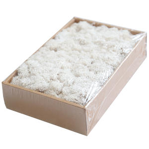 Penjualan Terbaik Stabil Diawetkan Abadi Lumut Lumut Dekorasi Kantor Muschio - Product Image 5