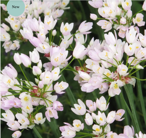 Cina Town Iris hollandica Carmen Allium roseum perché amiamo la collezione di bulbi da <span class=keywords><strong>giardino</strong></span> <span class=keywords><strong>giardino</strong></span> kit di fiori da <span class=keywords><strong>giardino</strong></span> - Product Image 2