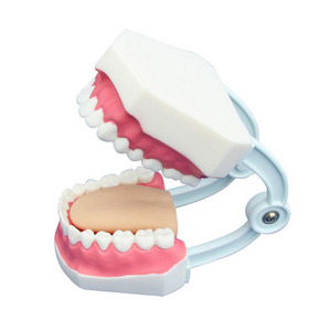 Modello Anatomico Compatto per la Formazione in Odontoiatria (28 Denti) - Product Image 5