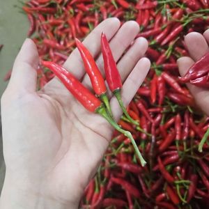 Chiles picantes de Vietnam de origen natural para fábricas de alimentos y compradores mayoristas - Product Image 4
