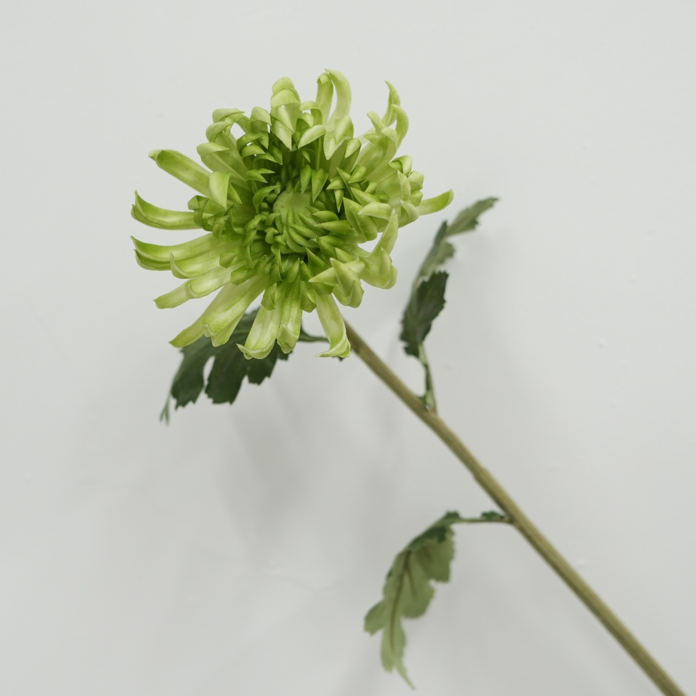Vert