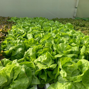 Hydroponics nhà kính tiết kiệm nước PVC nft kênh Ống Net nồi dọc nông nghiệp phát triển hệ thống - Product Image 3