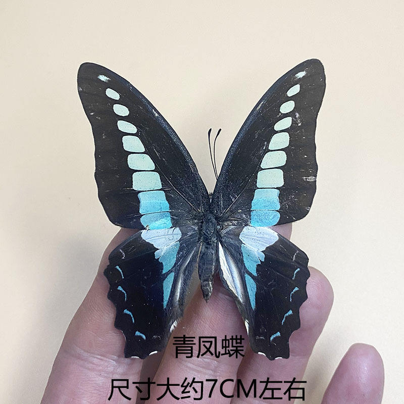 Papillon phénix vert-ailé