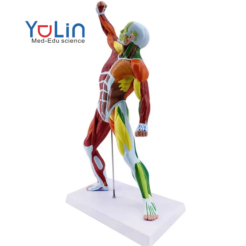 50CM muscolo anatomia umana modello di arte Fine colore medico modello muscolare di tutto il corpo umano modello di struttura del movimento