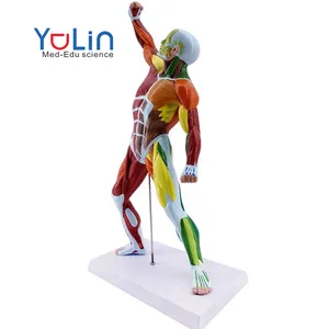 50CM 근육 인간의 해부학 미술 모델 의료 컬러 인간의 전신 근육 모델 운동 구조 모델