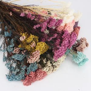 ดอกไม้แห้งสีขาวสำหรับตกแต่งพิธีแต่งงาน,ดอกไม้ตกแต่งธรรมชาติแห้งขายส่งโรงงานและพวงหรีด - Product Image 1