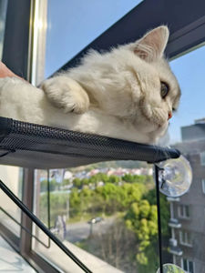 Hamaca para Gatos con Marco Metálico Inalámbrico, Soporte para Ventana, Hamaca Plegable para Gatos de Interior con Colchoneta y 4 Ventosas para Ventana - Product Image 4