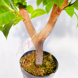 Árbol <span class=keywords><strong>de</strong></span> Lila Artificial <span class=keywords><strong>de</strong></span> Plástico Realista, Suministro Directo <span class=keywords><strong>de</strong></span> Fábrica en China, 50 cm en Maceta, Decoración para Interiores y Exteriores - Product Image 3