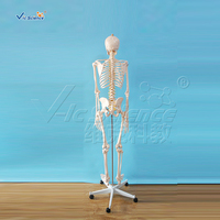 Modèle de squelette humain grandeur nature économique 180 cm en PVC avec articulations articulées pour l'enseignement médical CE ISO ROHS CNAS