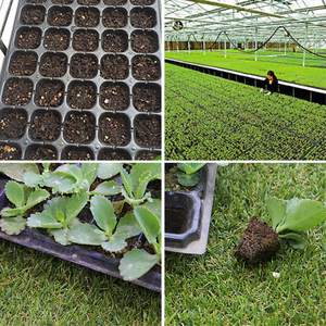 50 Barquettes <span class=keywords><strong>de</strong></span> Pépinière à Cellules, Plateaux <span class=keywords><strong>de</strong></span> Culture pour Semis <span class=keywords><strong>en</strong></span> Plastique, 200 Trous, <span class=keywords><strong>Pot</strong></span> <span class=keywords><strong>de</strong></span> Culture pour Plants - Product Image 6