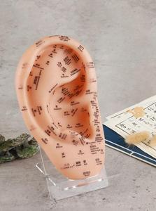 Matériel en PVC de haute qualité modèle <span class=keywords><strong>d</strong></span>'<span class=keywords><strong>acupuncture</strong></span> <span class=keywords><strong>d</strong></span>'oreille souple Guide <span class=keywords><strong>d</strong></span>'enseignement TCM apprendre le modèle de <span class=keywords><strong>massage</strong></span> auriculaire - Product Image 4