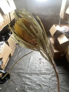 Wholesale 1 Pc Natural Dried Banksia Flowers <strong>Cotton</strong> Type for Home Events Decor &amp; DIY Wedding Mother's Day Arrangements - Product Image 3